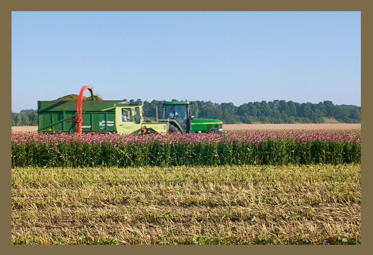 Erntemaschine im blühenden Echinacea-purpurea-Feld bei Olfen